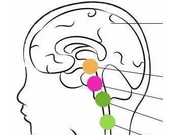 家用的经颅磁治疗仪_发育迟缓有哪些影响呢